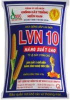 Ngô giống vn10