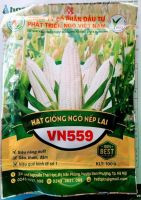 Ngô giống VN559