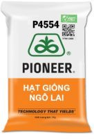 Ngô giống p4554