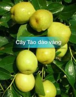 Giống Táo Đào